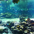 aquarium_43493863224_o.jpg